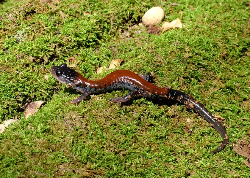A Yonaholssee Salamander - Endemic to this area